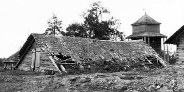 W MIEJSCU JEGO KOŁYSKI ROŚNIE DĄB