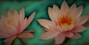 "Alfabet kwiatów (3) - lotos".