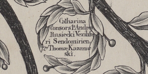 Tomasz Kazimirski na drzewie genealogicznym Krasińskich.