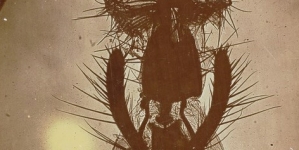 Zdjęcie mikroskopowe ryjka muchy pokojowej.