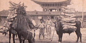 "Seul. Woły korejskie obładowane drewem na ulicy Ministrów (Juk-dżo-ab)."