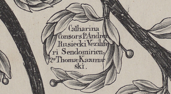  Tomasz Kazimirski na drzewie genealogicznym Krasińskich.  