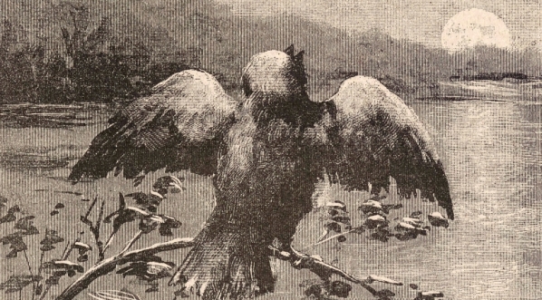  "Ptak nad wodą" Tadeusza Dowgirda.  