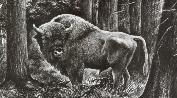  "Żubr" Stanisława Ostoi-Chrostowskiego.  