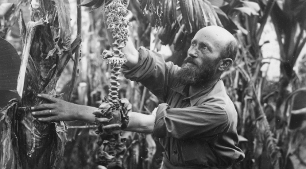  Podróżnik Kazimierz Nowak stoi przy bananowcu.  